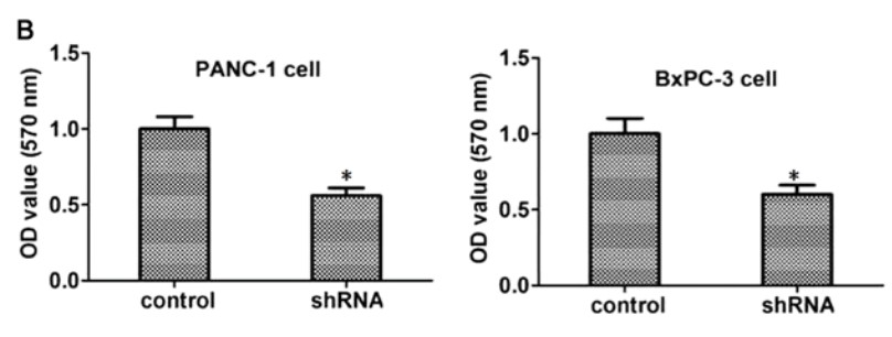 Cell viability in the RAB38 shRNA and control groups was analyzed using an MTT assay.jpg